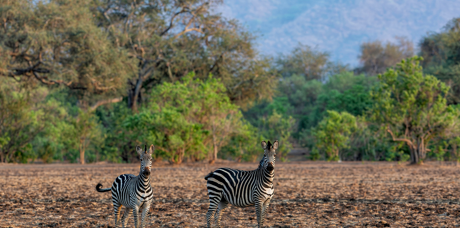 Wilderness Zimbabwe