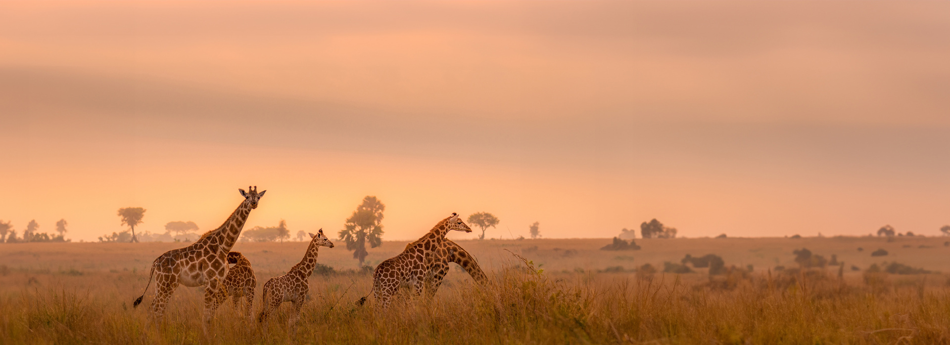 Africa Calling banner